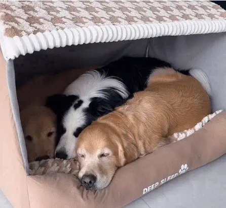 Large-Scale Comfort Autumn and Winter Dog Thousand Birds Check Large Dog Golden Retriever Big Deep Sleep Cat Kennel Pet Kennel