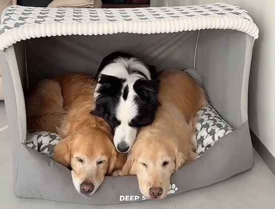 Large-Scale Comfort Autumn and Winter Dog Thousand Birds Check Large Dog Golden Retriever Big Deep Sleep Cat Kennel Pet Kennel